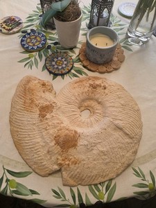 18" Wide Ammonite Wall Decor Plaster