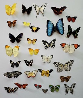 30 Real Butterflies Taxidermy Wings Spread. Ethically Sourced. sold as is C pics
