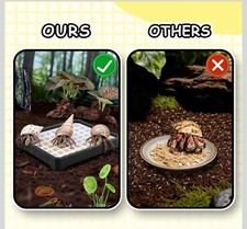 Hermit Crab Food Bowl