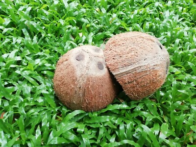 Natural Coconut Shell Halves Natural 1/2Shell (In One Pack 2Shell) Free Shipping