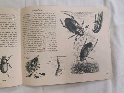 Libro de bolsillo Insect Life Arthur Smith Nº 66 usado años 50 - Imagen 7 de 9