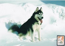 Biżuteria husky siberian 4.2