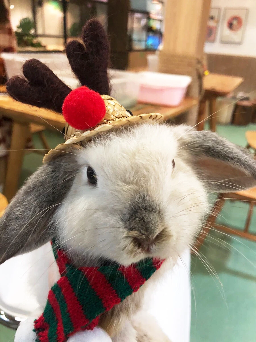 Rabbit Guinea pig Santa Hat Scarf Christmas Small Animals Xmas Clothes Outfit