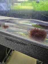 500+ct Live Blackworms free Live Arrival Guarantee