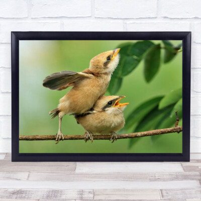 2 Tiere Wildtiere Natur Vögel Flügel Flug Baum Blätter Wandbild Kunstdruck