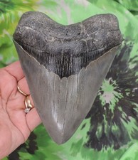 Megalodon Sharks Tooth 5 11/16