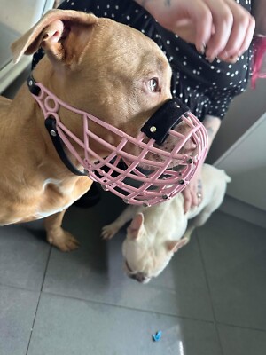 Month Pakistani Bully Dog Picture Argentino Dog Price Dogo