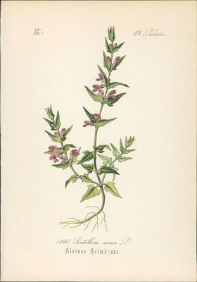 Chromolithographie : Kleines Helmkraut. Moorschildkraut. Scutellaria minor L. La