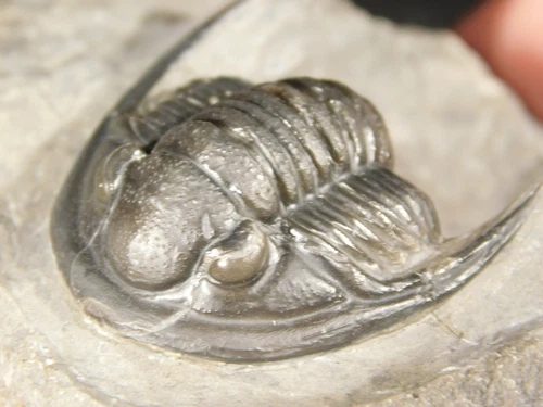 Very RARE! 100% Natural Cornuproetus Trilobite Fossil Ofaten, Morocco 159gr