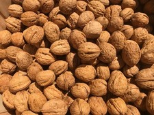 English Walnuts Crop of 2025 In Shell Per Pound 1 Pound Bag