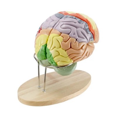 4 Part Magnified 2 Times Human Brain Anatomical Model Brain Function with Marked