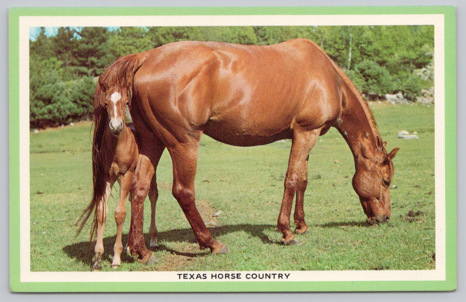 Postcard Texas Horse Country Brown Mare and Colt C33342