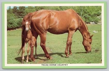 Postcard Texas Horse Country Brown Mare and Colt C33342