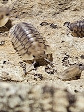 Yellow Tiger Isopods   Live Bioactive Clean-Up Crew   7 Count