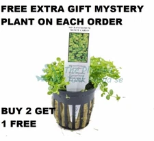 BUY 2 GET 1 FREE POTTED Micranthemum Monte Carlo Easy Carpet Live Aquarium Plant