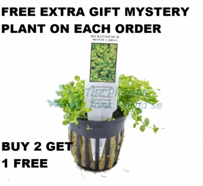 #ad BUY 2 GET 1 FREE POTTED Micranthemum Monte Carlo Easy Carpet Live Aquarium Plant $9.99