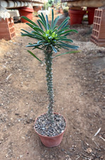 EUPHORBIA CLANDESTINA - SUCCULENTA - VASO Ø10 - H 29 CM