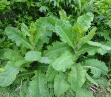 Lactuca virosa Seeds ~ 175+ Seeds ~ Wild Lettuce For Tea, Resin extract, Pain.