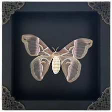 Real Mounted Moth Taxidermy Collection Framed Butterfly Insect Display Art