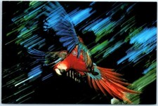 Postcard - Scarlet macaw in flight - Tambopata Reserve, Peru