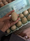Dark Speckled Olive Hatching Eggs 12+ Hatching — photo 5