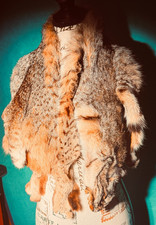 '89 BOBCAT~Tanned Hide~  Esteemed Taxidermist~ Inc. Tracking Punch ~ LUXURIOUS!!