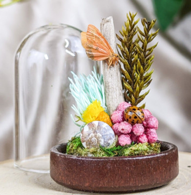 Orange Wing Moth Glass dome display Miniature Victorian Taxidermy oddities gift