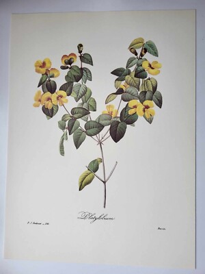 Schönste Blumen Pflanze J P Redoute großer Farbdruck Platylobium
