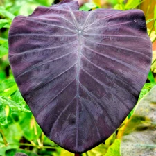 Colocasia Live Bulb Violet Vesta Tuber New Hybrid Free Phytosanitary Certificate
