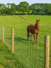 Stock Fencing M8/100/15 M10/120/15 Sheep Pig Livestock Field Fencing 50m roll