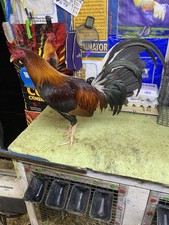 PURE MURPHY fertile Hatching Eggs   From Healthy, Well-Cared Pair Sold By 6 Pack