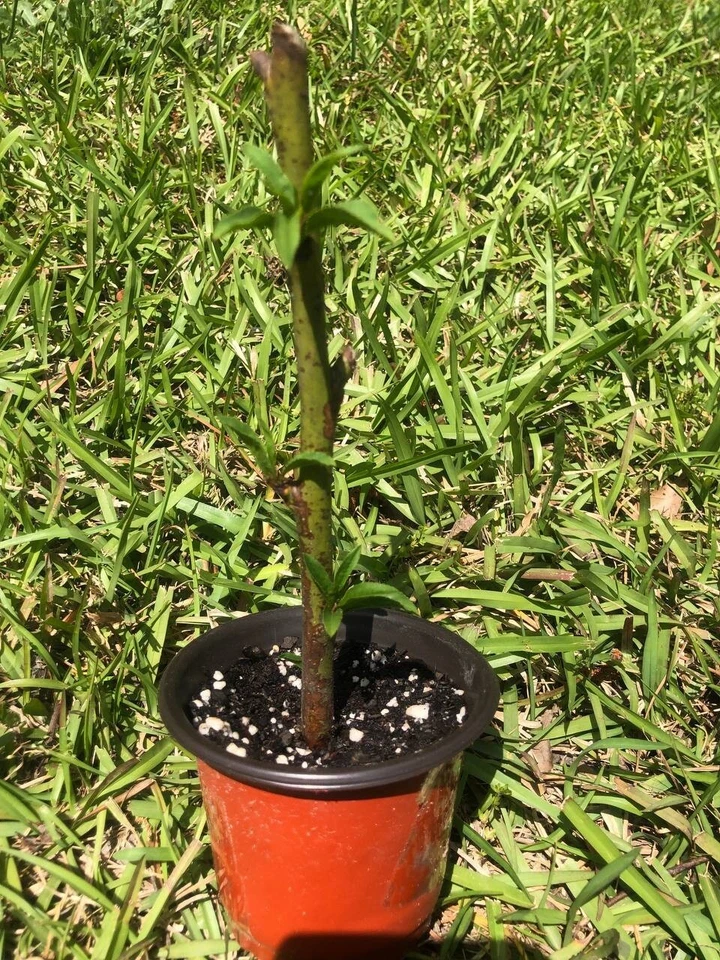 Organic Peach Tree | 6-24 inch | variety: Contender | Brand: Mother Nature - Image 3 of 4