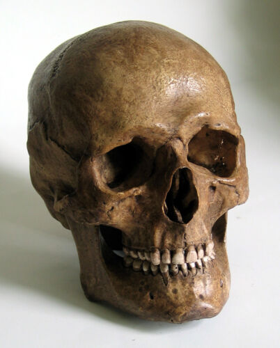 Human Skull Replica - Picture 1 of 2