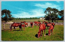 Vintage Postcard KY near Lexington Blue Grass Horses Old Car Chrome
