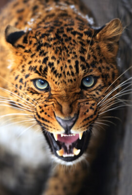 Zoo  Wildlife    Leopard (Panthera pardus)   *   Postcard   # 2