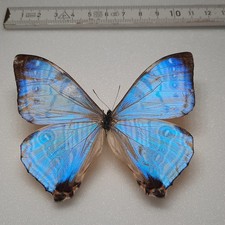 Morpho Sulkowski M&auml;nnchen