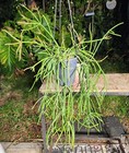 Rhipsalis species Plant in 5" Pot 16" Long 19" Wide 11" Tall Large — photo 3
