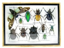 Pezzo unico - veri insetti e gattonatori preparati in vetrina 3D - A-M-04