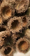Real Bur Oak empty Acorn Shells, "nests"