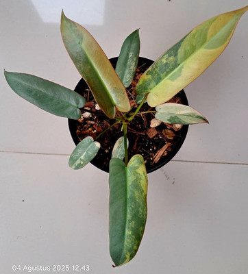 Philodendron Atabapoense Variegated Real Picture Rare Plant