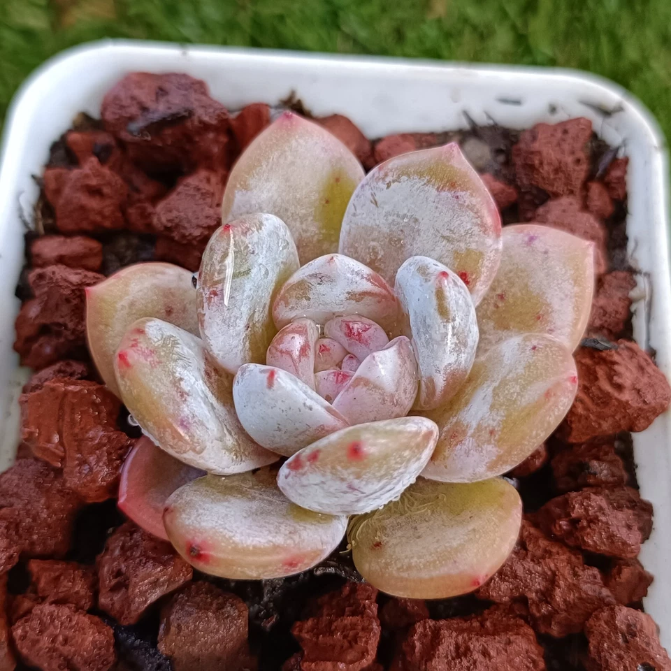 Echeveria laui x Orange monroe , hybrid 5 cm diameter,succulent - Image 3 of 4