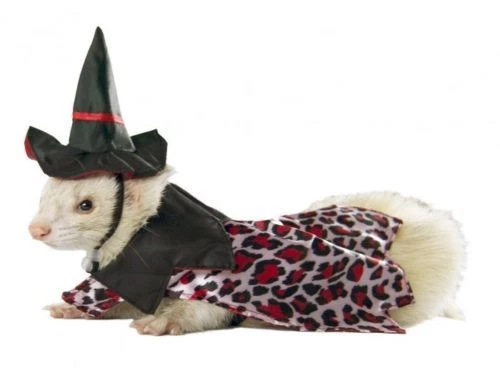 Marshall Ferret Toy Dog Fashion Witch Hat Jacket Costume - Witch