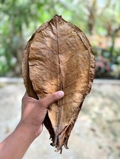 120g L Indian Almond Catappa Ketapang Leaf Leaves Aquarium Betta Fish Shrimp