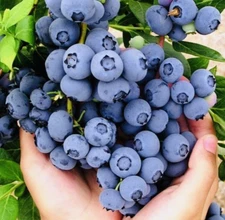 SWEET BLUEBERRY FRUIT SEEDS NON GMO FRESH HARVEST FREE SHIPPING