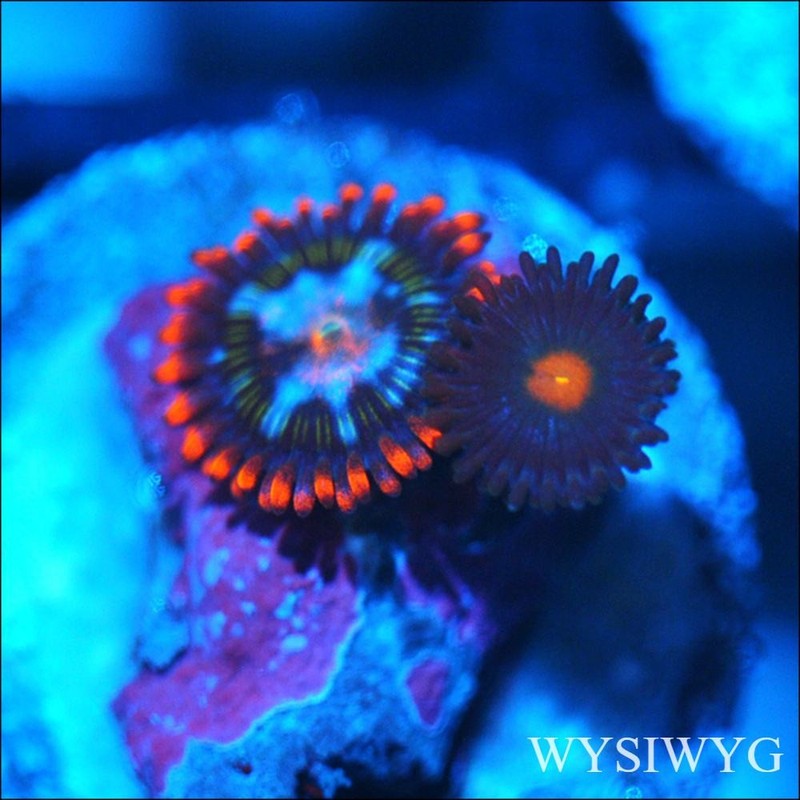 Corals of Eden ~ WYSIWYG Live Coral Frag ~ Ultra  Zoa - Soft Coral