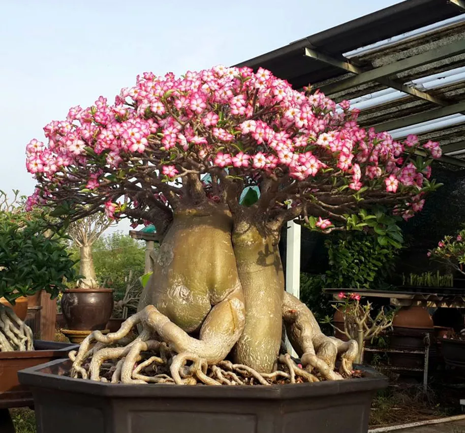 Adenium obesum (Desert Azalea, Desert Rose, Impala Lily, Kudu Lily, Mock  Azalea, Sabi Star)