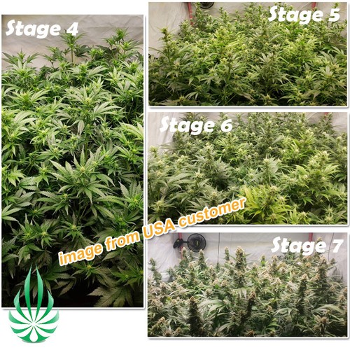 Hydroponics Commercial LED X Grow Light 4FT High PPFD Like Fluence 500W to 1200W - Picture 3 of 9