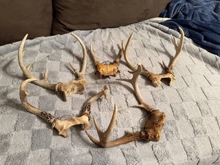 Deer Antlers & Skull Plates Lot Multiple Pieces Horns & Antlers Cabin Decor