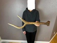 Elk Spike Antler Shed WILD IDAHO Horns Decor Knife Handle Crafts Big 2pt