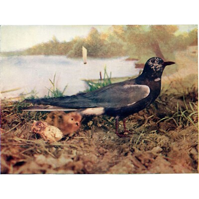 Black Tern  ~ 1902 Original Antique Colored Wildlife Bird Print